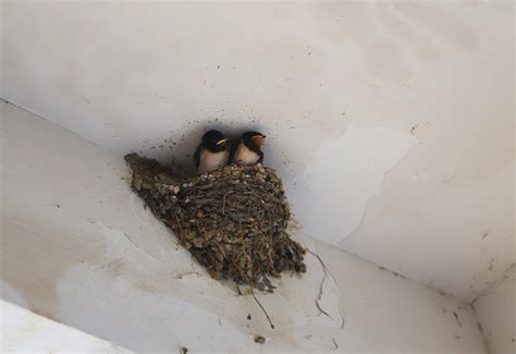 燕子怎麼築巢